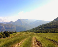 Revue de presse sur la spiruline